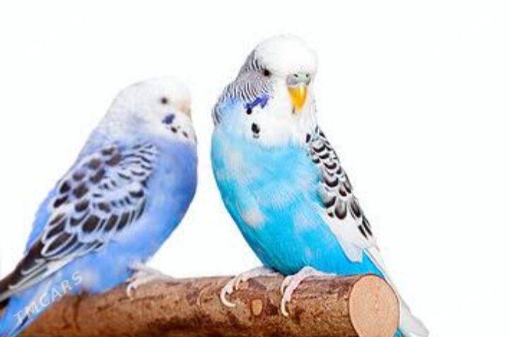 popugay gus setka kletka - Ашхабад - img 5