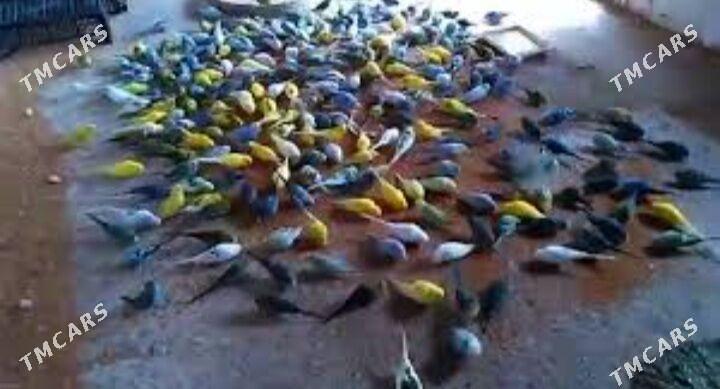 popugay gus setka kletka - Ашхабад - img 6