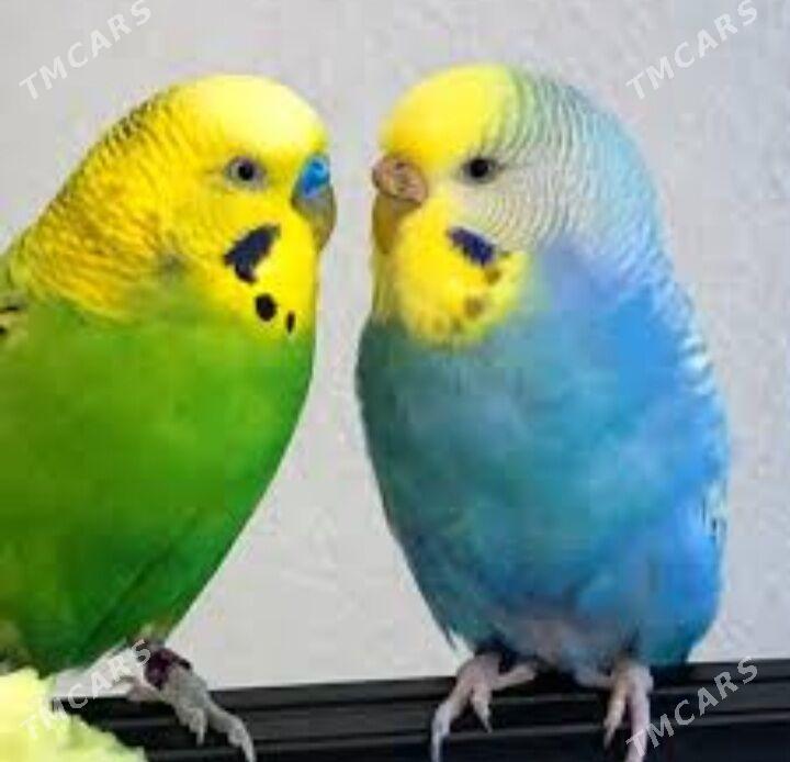 popugay gus setka kletka - Ашхабад - img 3