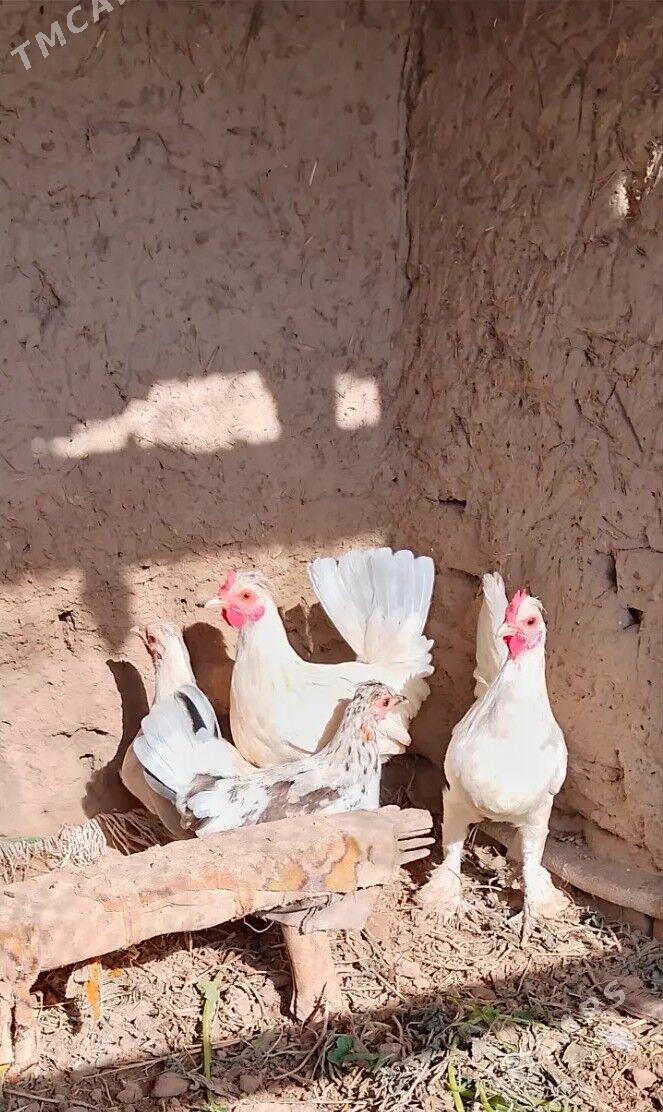 Karlik towuk horaz - Керки - img 2