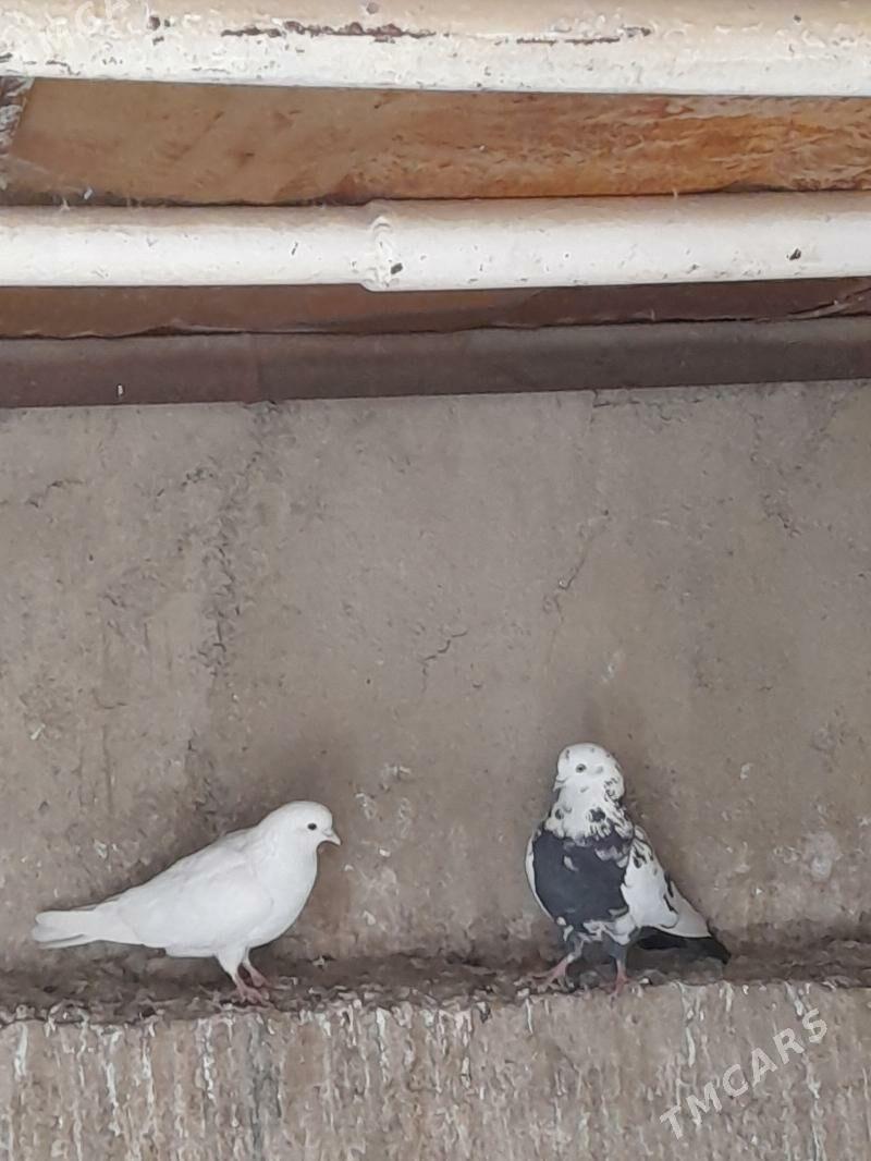 Kepderi - Türkmenbaşy - img 2