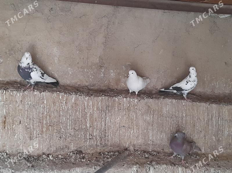 Kepderi - Türkmenbaşy - img 3