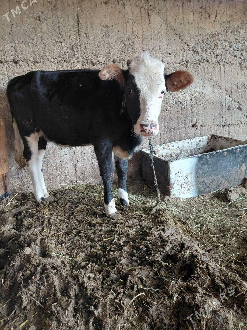 tuwe gola - Ýalkym - img 2