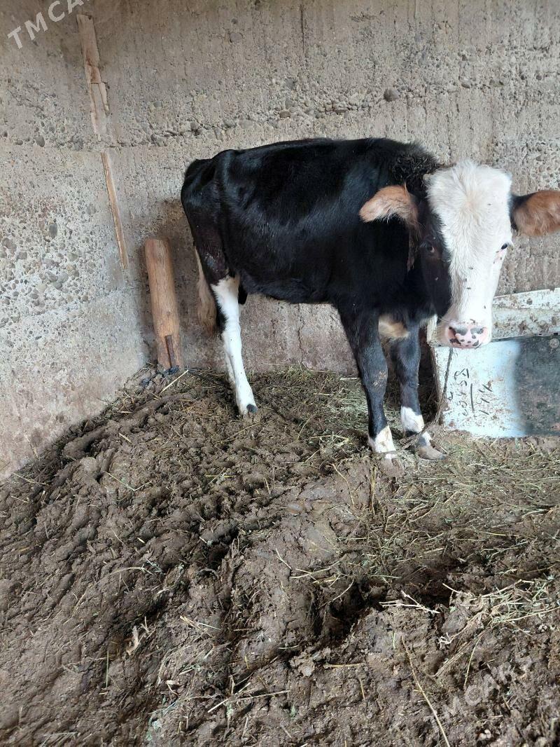 tuwe gola - Ýalkym - img 3