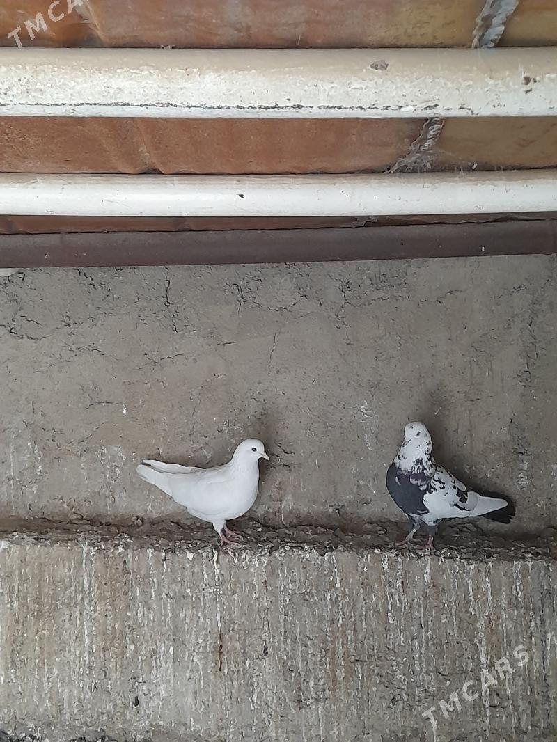 Kepderi - Türkmenbaşy - img 4