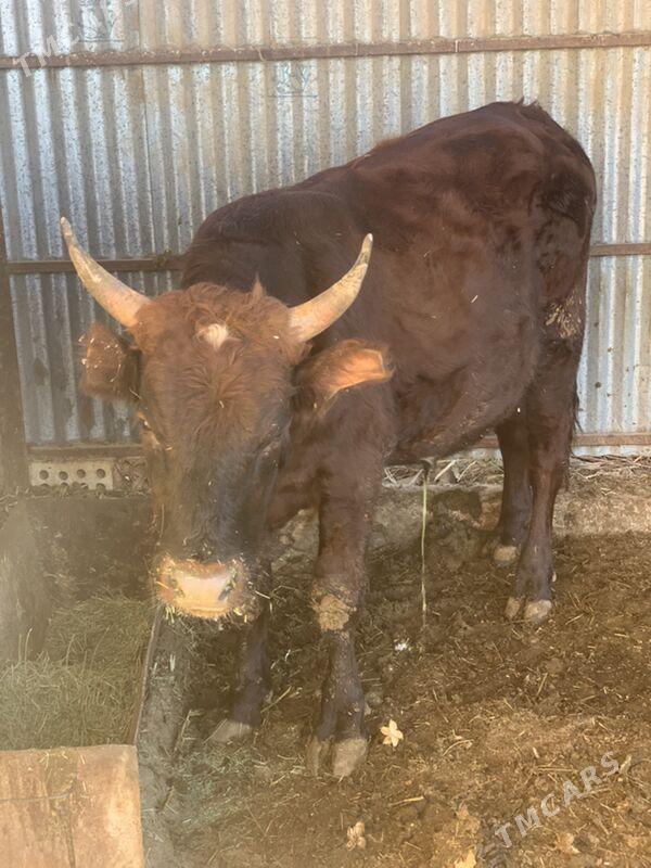 ÇÖL ÖKÜZ 3 yaşar - Сакарчага - img 2