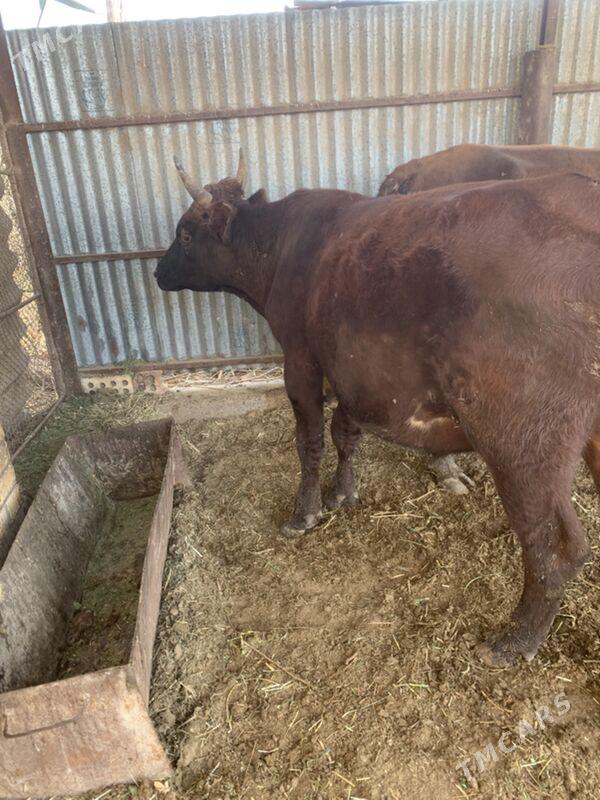 ÇÖL ÖKÜZ 3 yaşar - Сакарчага - img 4