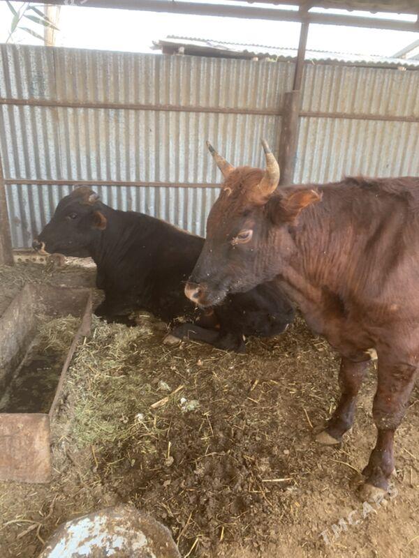 ÇÖL ÖKÜZ 3 yaşar - Сакарчага - img 3