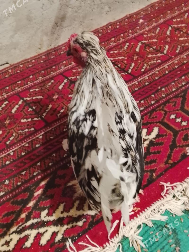 карлик - Çärjew - img 4