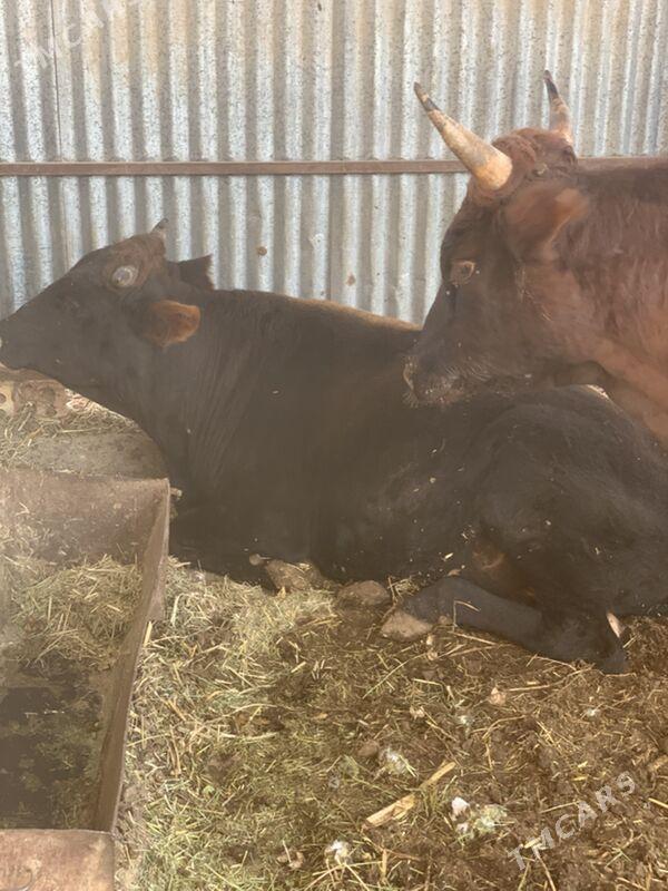 ÇÖL ÖKÜZ 3 yaşar - Сакарчага - img 5