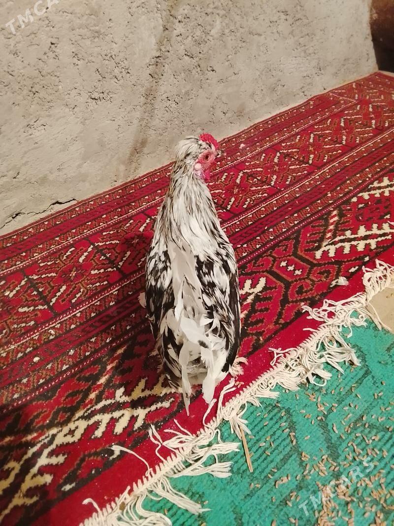 карлик - Çärjew - img 2