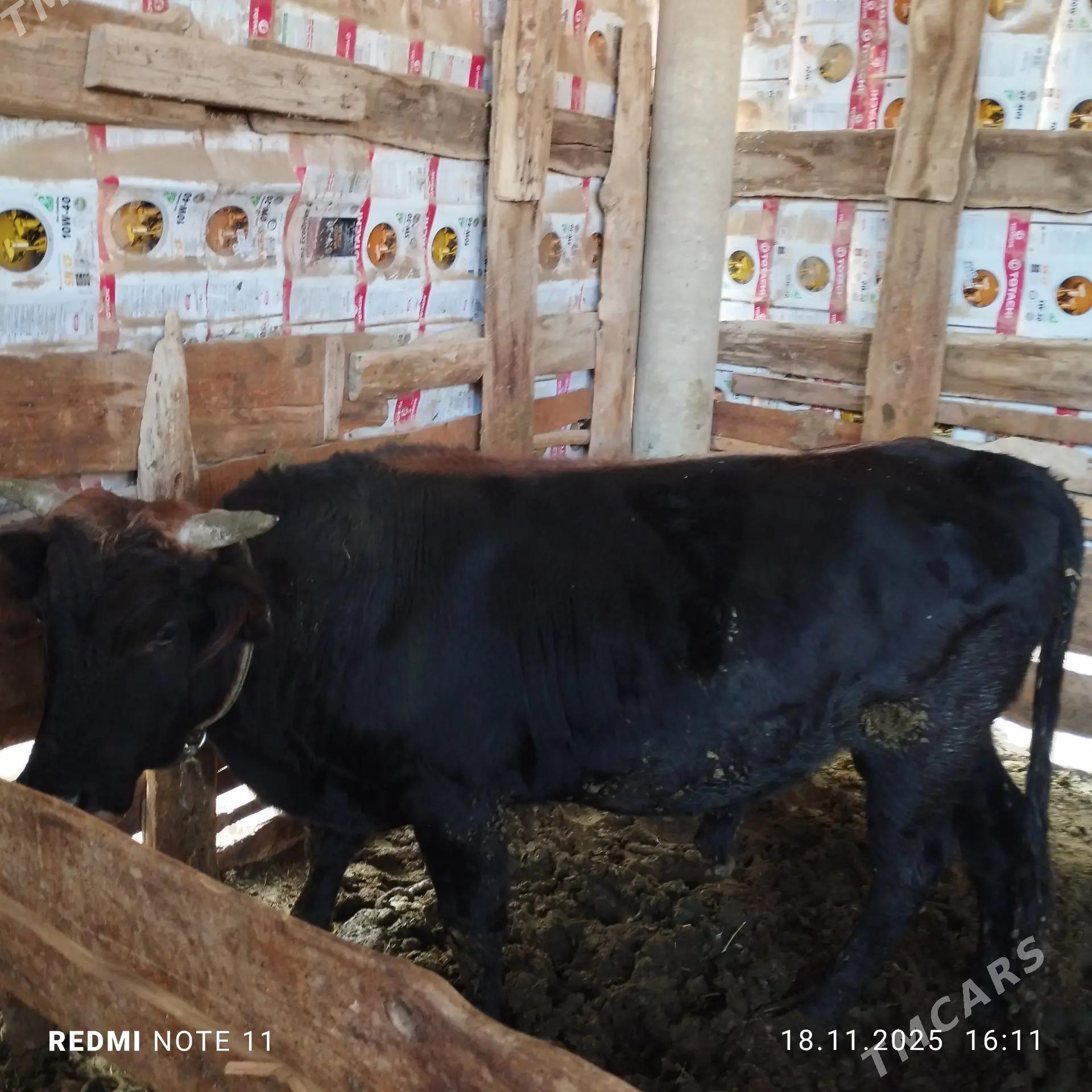 Okuz 2 yasap baryan - Мары - img 2