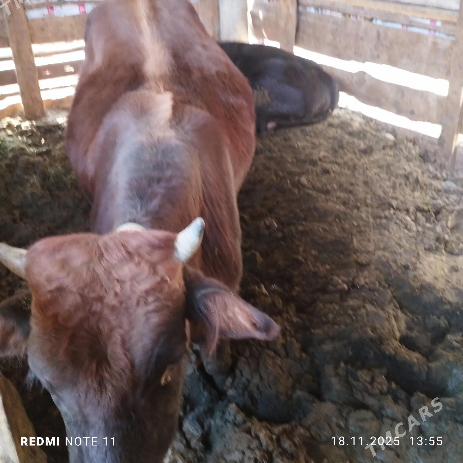 Okuz 2 yasap baryan - Мары - img 5