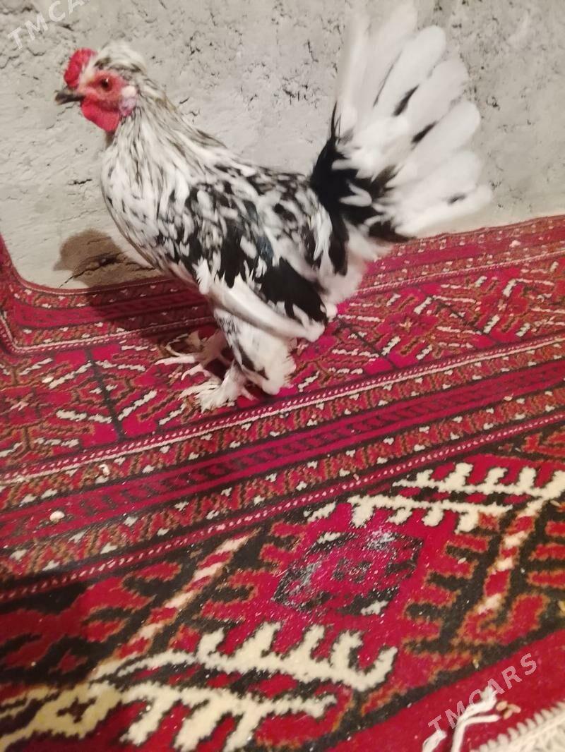 карлик - Çärjew - img 3