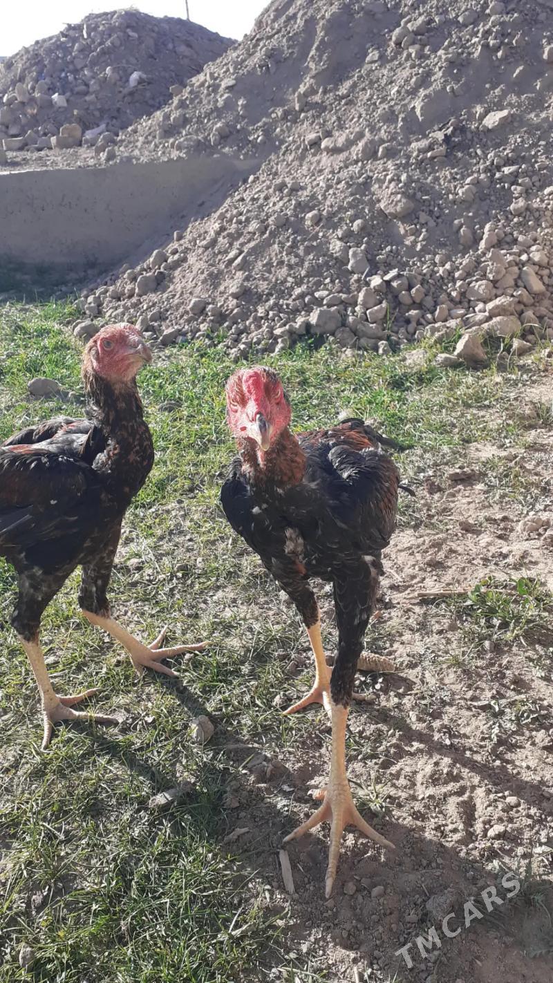 juje - Saýat - img 3