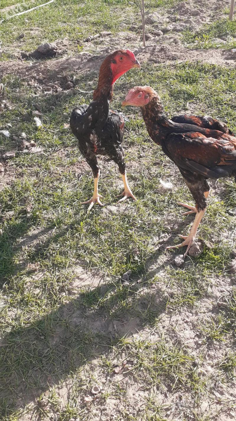 juje - Saýat - img 2