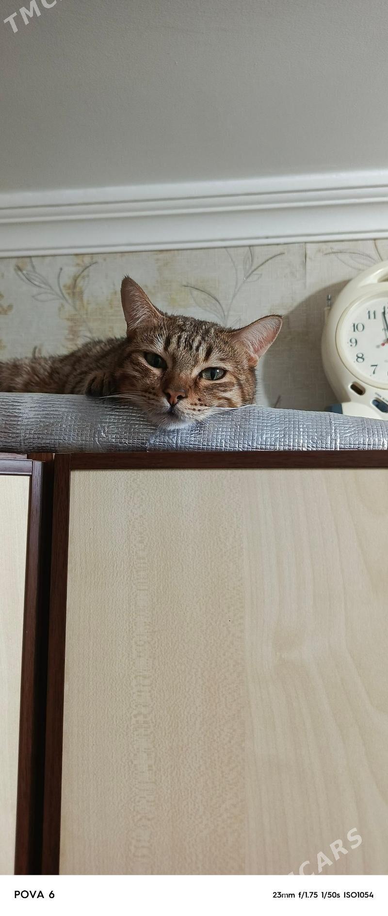 Пропала кошка - Ашхабад - img 2