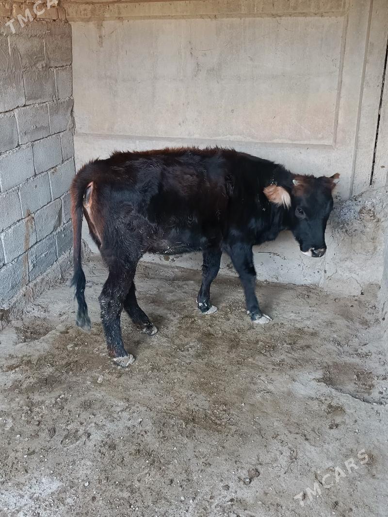 tuwe şwes - Büzmeýin - img 3