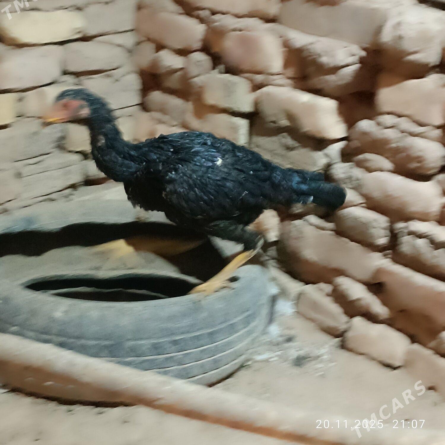 i towuk - Байрамали - img 4