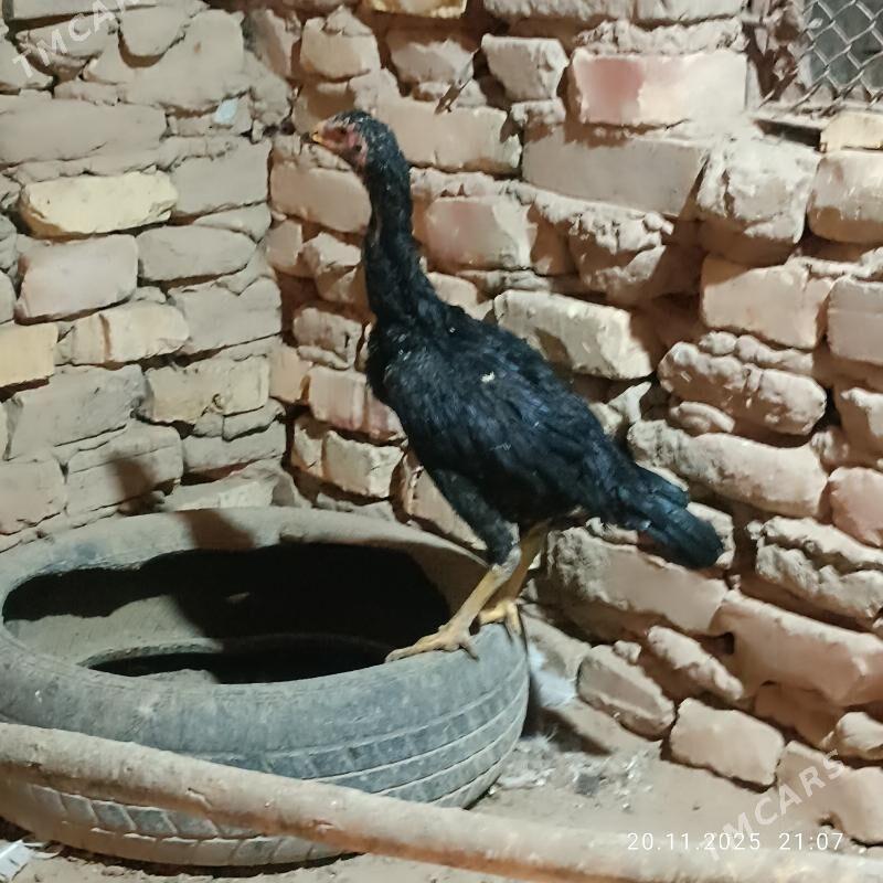 i towuk - Байрамали - img 3