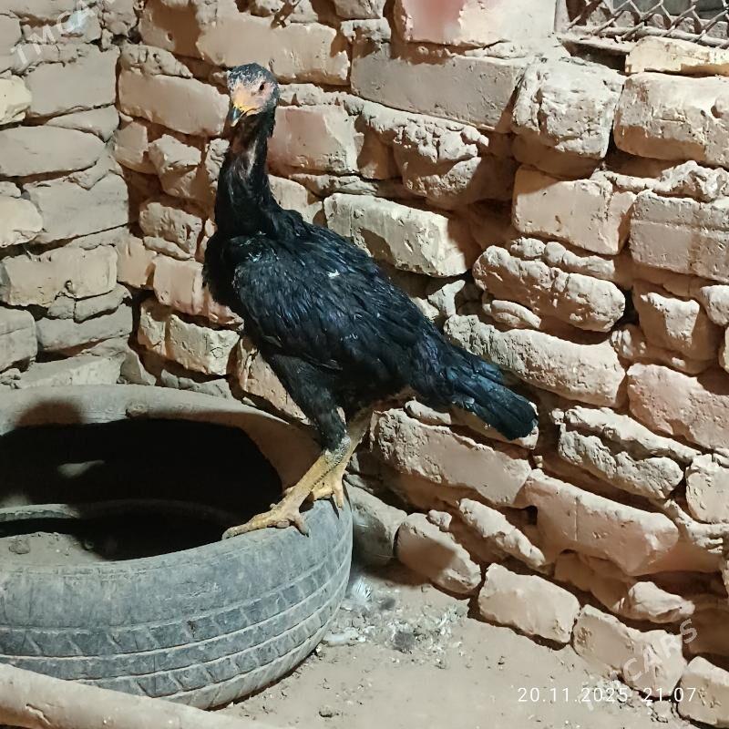 i towuk - Байрамали - img 2