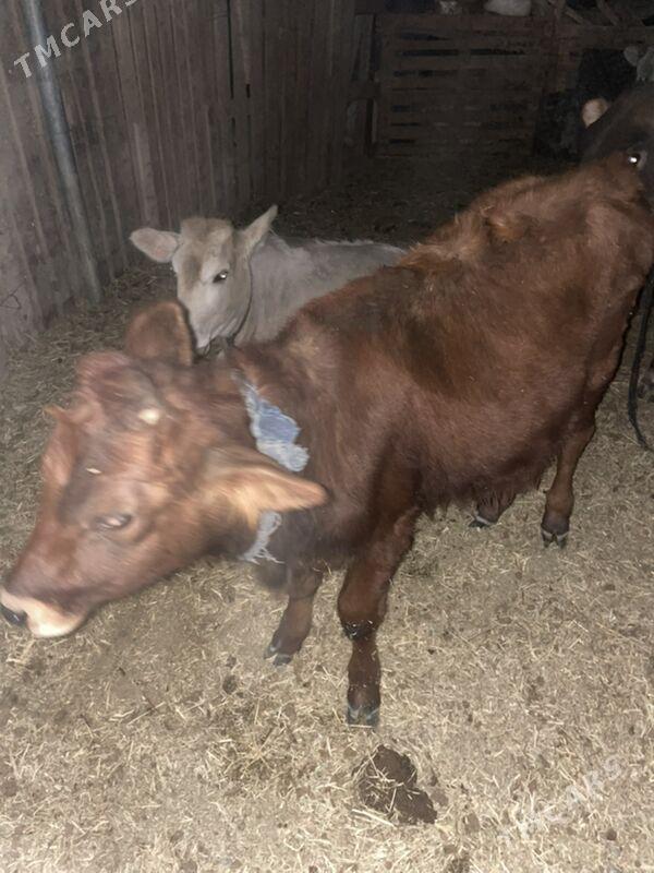 tuwe - Bagyr - img 2