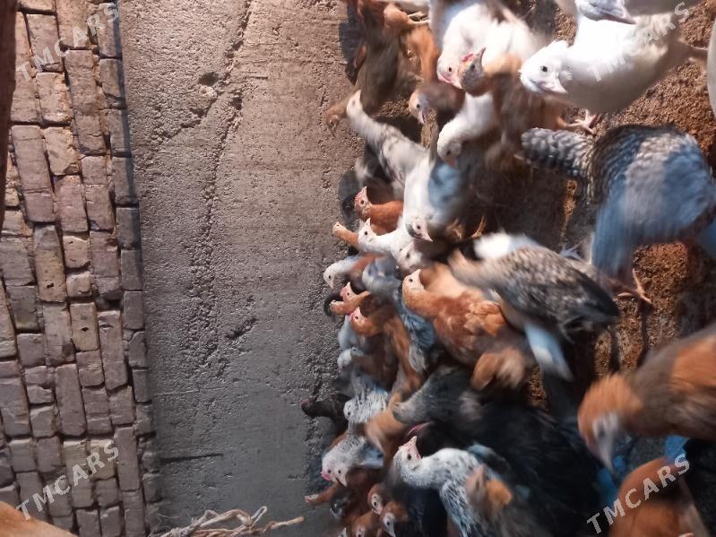 jùje - Tejen - img 3