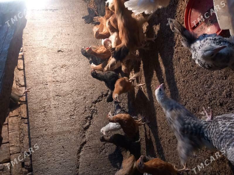 jùje - Tejen - img 2