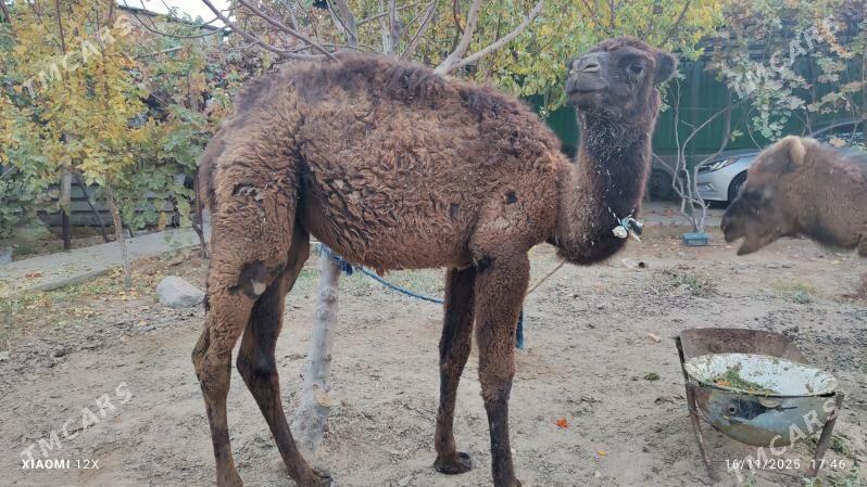 koşek - Ашхабад - img 3