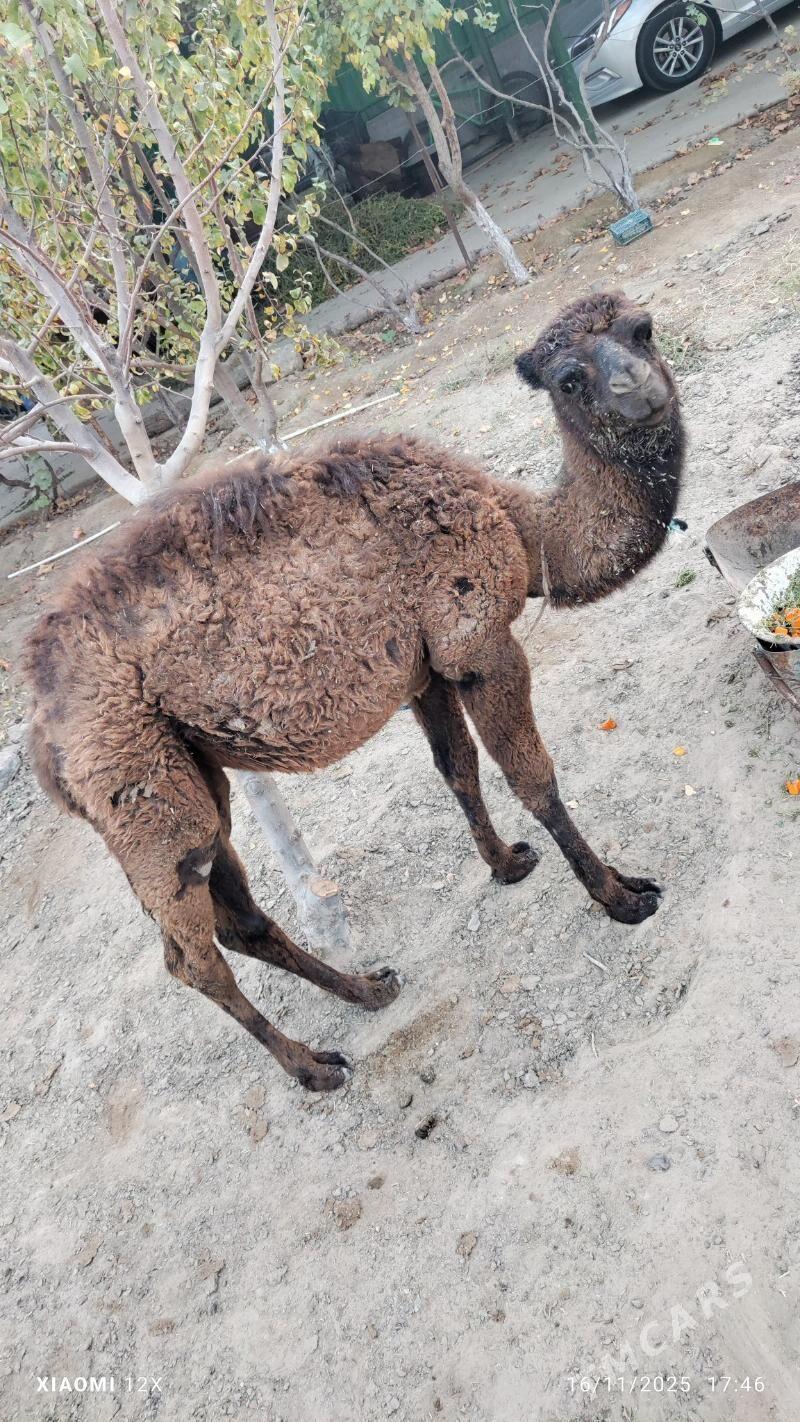 koşek - Ашхабад - img 2