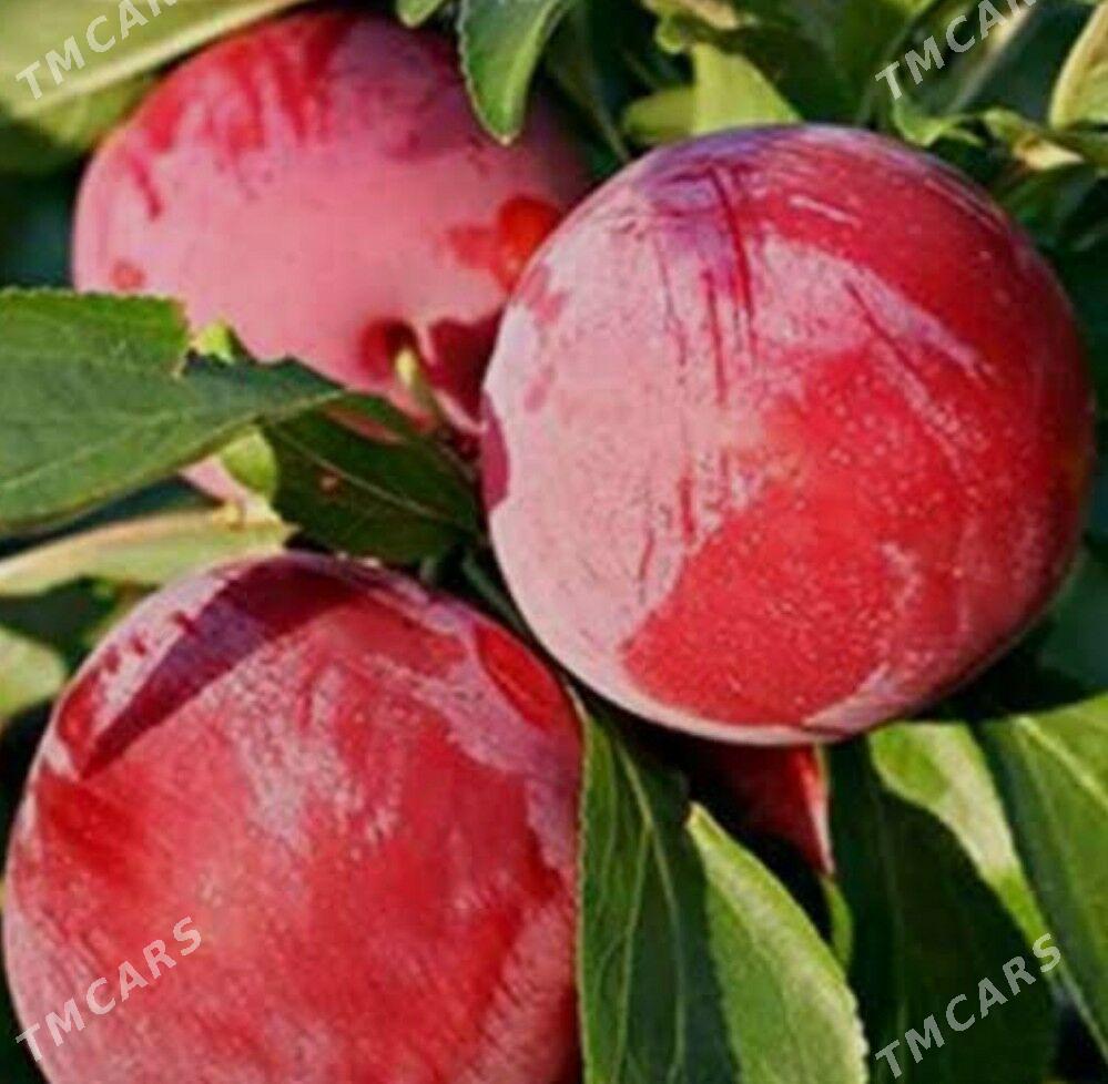 Garaly Bomba nahaly - Аркадаг - img 1