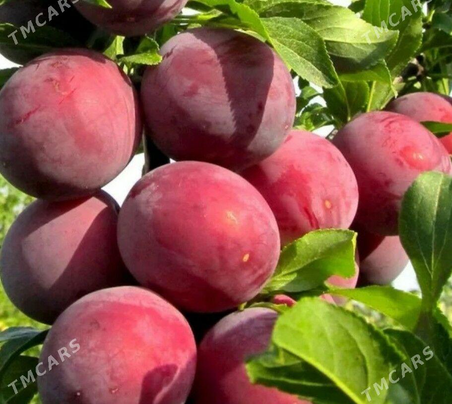 Garaly Bomba nahaly - Аркадаг - img 2