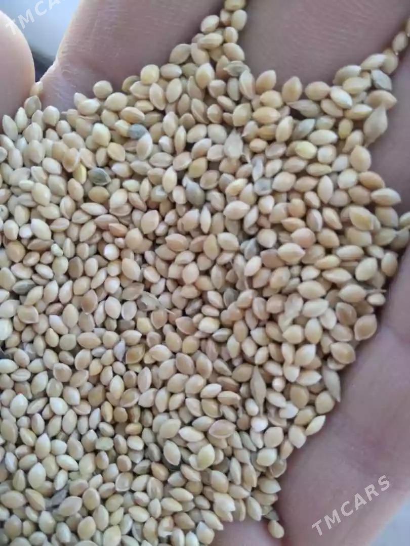 dary - Ёлётен - img 1