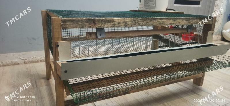 bedene ketek - Дашогуз - img 5