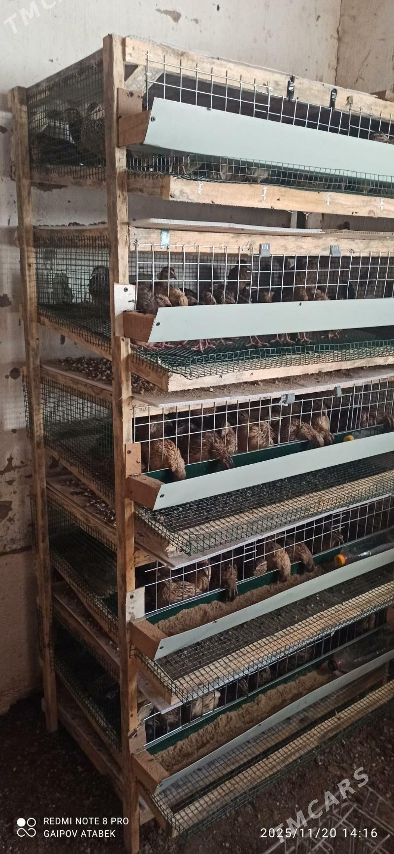 bedene ketek - Дашогуз - img 3