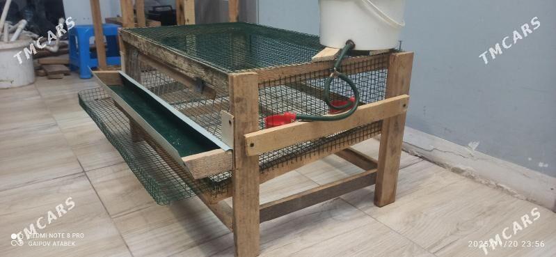 bedene ketek - Дашогуз - img 2