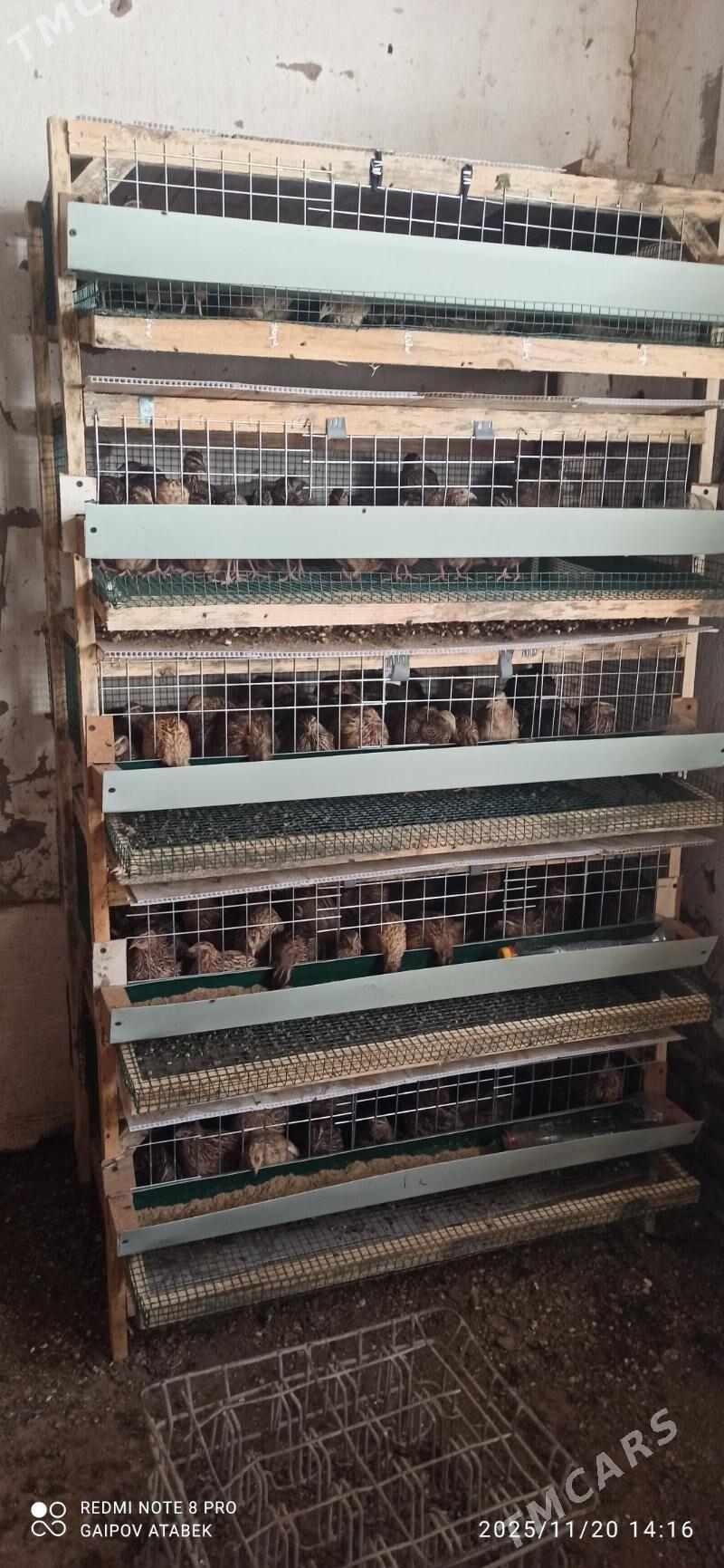 bedene ketek - Дашогуз - img 4