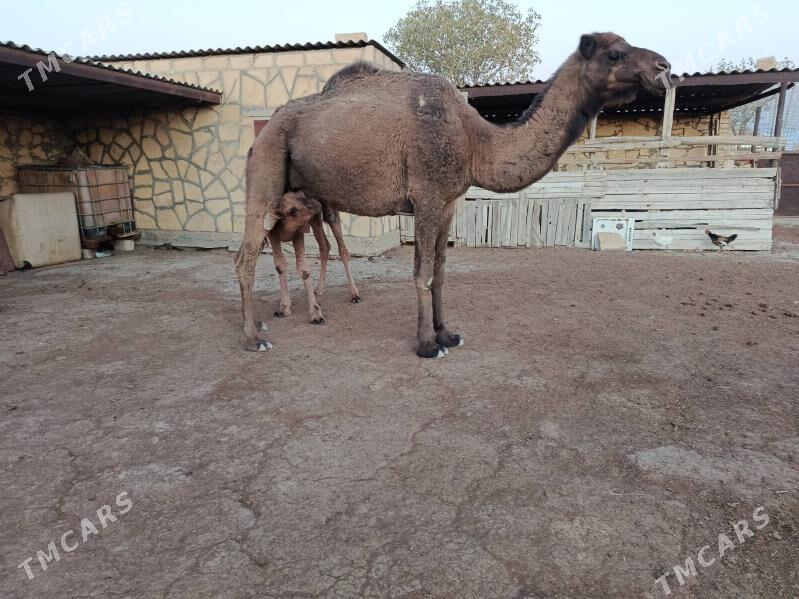 torumly duye - Эсенгулы - img 2