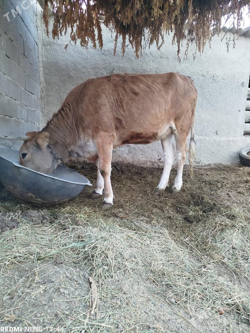 Bakylan Tüwe - Bäherden - img 1