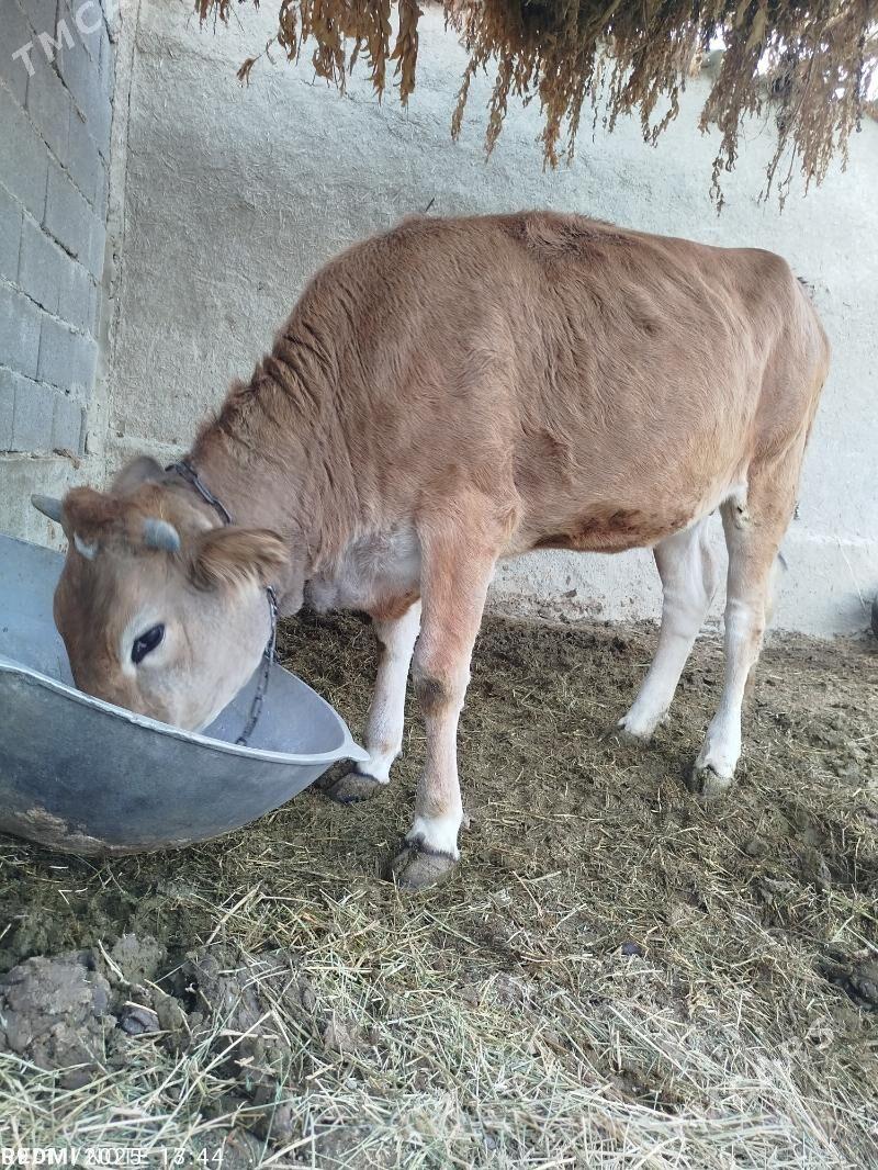 Bakylan Tüwe - Bäherden - img 2