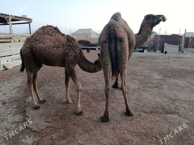 torumly duye - Эсенгулы - img 3