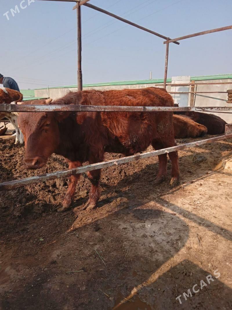 öküz - Aşgabat - img 5