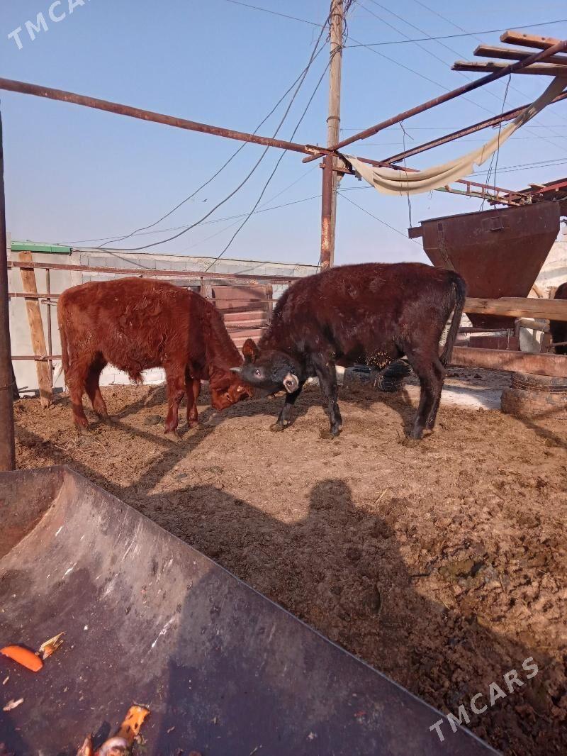 öküz - Aşgabat - img 2