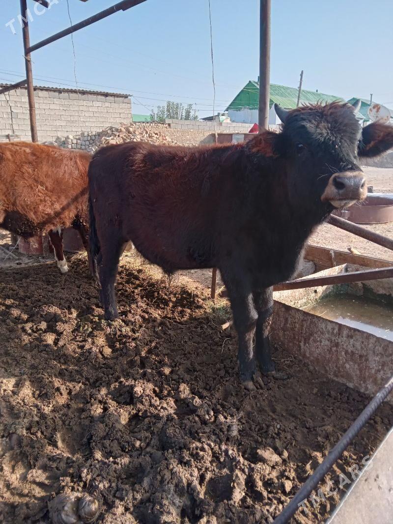 öküz - Aşgabat - img 4