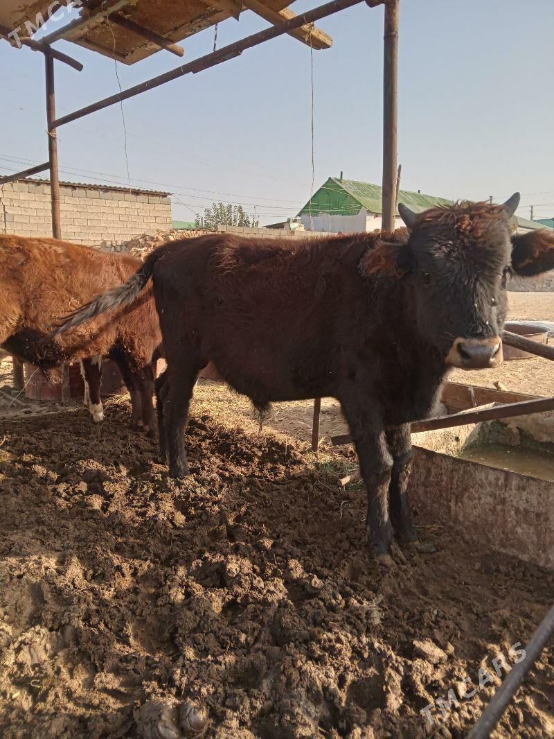 öküz - Aşgabat - img 3