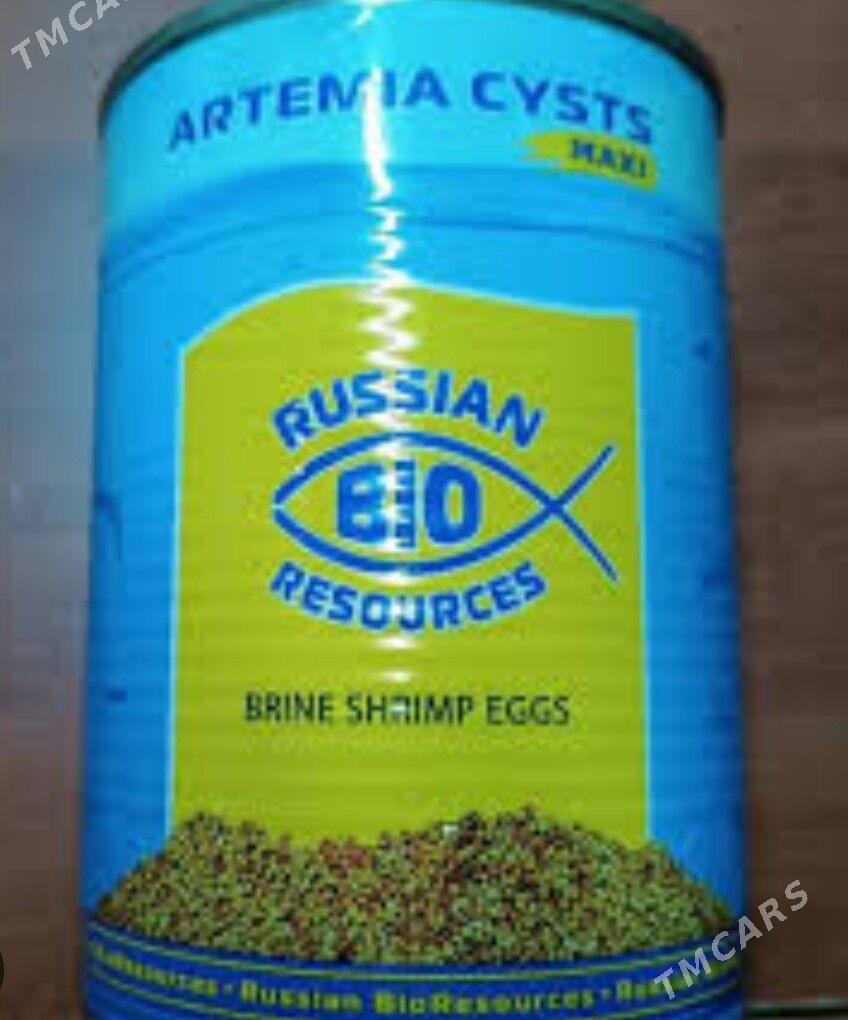 артемия цисты - Türkmenabat - img 2