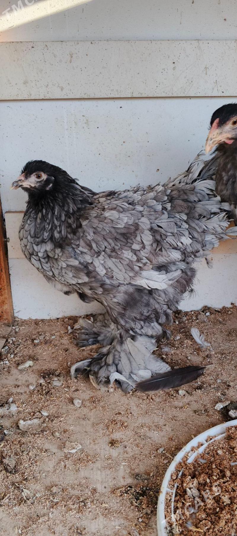 Brama blu - Gyzylarbat - img 7