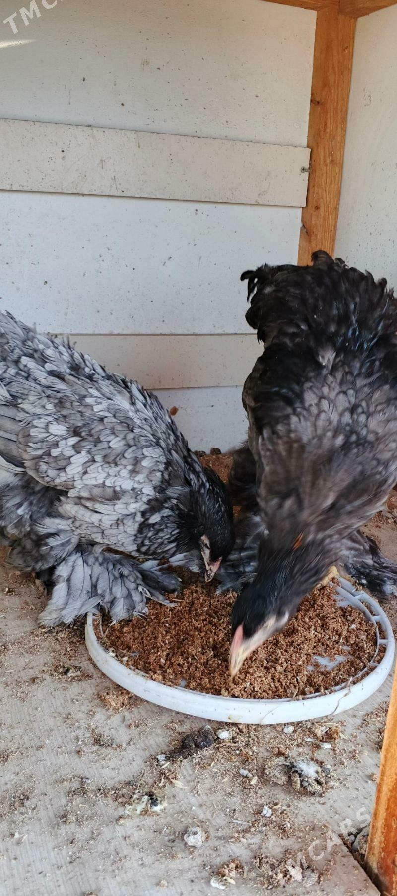 Brama blu - Gyzylarbat - img 6