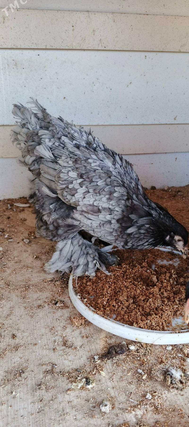 Brama blu - Gyzylarbat - img 4