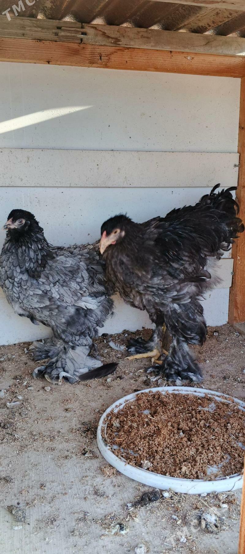 Brama blu - Gyzylarbat - img 2